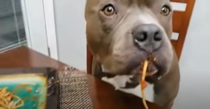 Ao serem pegos no flagra, os cães congelaram com a boca cheia de espaguete. (Foto: Reprodução Youtube/RM Videos)