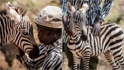 Guardiões de santuário usam terno com estampa de zebra para confortar filhote órfã. (Foto: Facebook Sheldrick Wildlife Trust / Mia Collis)