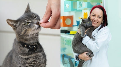 Médica Veterinária explica sobre nutrição felina. (Fotos: esquerda - Sandy Millar/Unplash | direita - arquivo pessoal/Vanessa Zimbres)