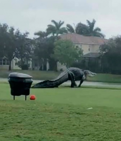 Jeff Jones filmou o jacaré atravessando um campo de golfe na Flórida. (Foto: Reprodução Youtube/Yournumber1)