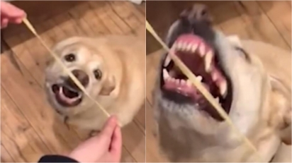 Cachorrinha não sabe como comer macarrão e dono filma o momento. (Foto: Reprodução/ViralHog.com)