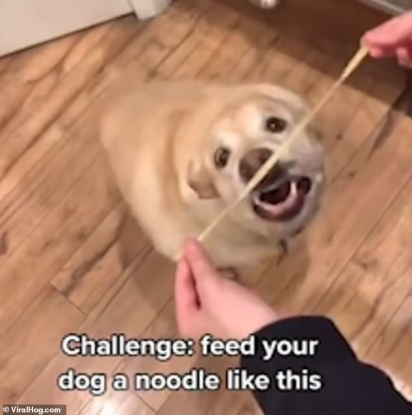 A cachorrinha tenta comer o macarrão que o seu dono lhe ofereceu. (Foto: Reprodução/ViralHog.com)