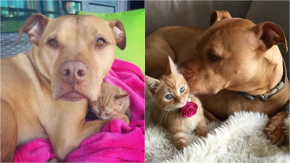 Pit bull apaixonado por gatos ganha uma irmã felina. (Foto: Instagram/Bubbalovesrue)