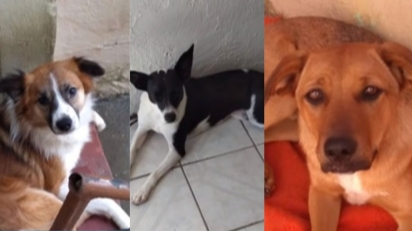 Envenenamento coletivo mata 14 cães da mesma rua em são Paulo; polícia investiga o caso. (Foto: Reprodução Youtube/Balanço Geral)