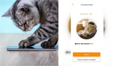 MeowTalk, app que promete traduzir o que seu gato está falando e sentindo em tempo real. (Foto: Divulgação/unsplash | Akvelon)