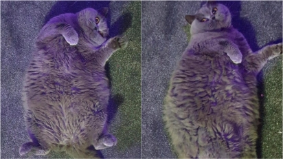 Dona de gata obesa apela para que os vizinhos parem de dar guloseimas à felina. (Foto: Reprodução/APEX)