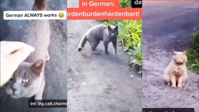Gatos atendem chamado quando o homem fala em alemão. (Foto: Reprodução TiTok/@g.catt.eng)