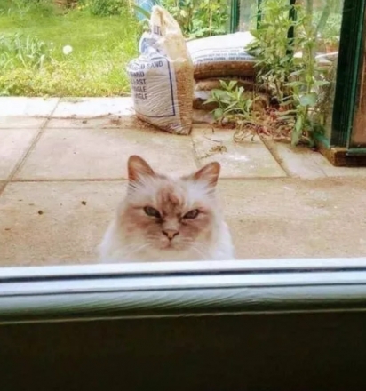 O gato do meu vizinho vem regularmente nos desaprovar. (Foto: Facebook/LarryTheCableGuy)
