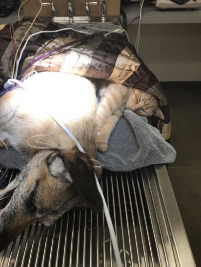 Esse cachorro estava num procedimento cirúrgico e o gato Ron fez questão de acompanhá-lo. (Foto: Facebook/Northfield Veterinary Center)