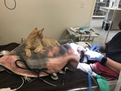 O carinho que Ron tem com os pacientes é emocionante. (Foto: Facebook/Northfield Veterinary Center)