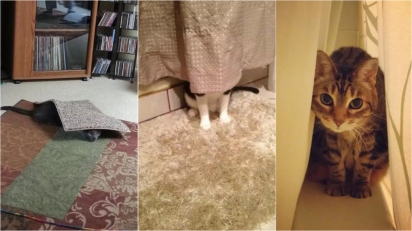 Gatinhos tentam se esconder de seus donos nos lugares mais prováveis. (Foto: Imgur/lect1 | Imgur/Whogivesafuckaboutmyname | Imgur/CherylChan)