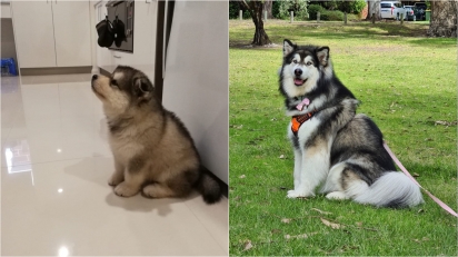 A cachorrinha Mila com: 8 semanas x 1 ano e 8 meses. (Foto: Facebook/Jason Chan)