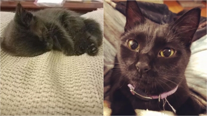 A gatinha Essie com: 3 semanas x 1 ano e 5 meses. (Foto: Facebook/Laura Knowles)