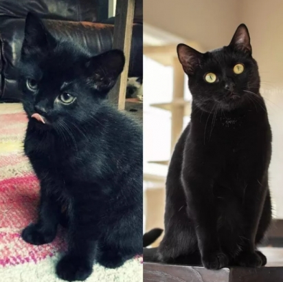 O gatinho Binx com: 8 semanas x 3 anos. (Foto: Facebook/Charlotte Elizabeth Headrick)