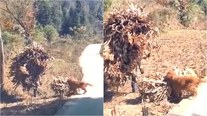 Cão é filmado carregando fardo de folhas secas para ajudar o dono em área rural na China. (Foto: Reprodução/weibo.com)