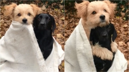 No inverno da Alemanha, durante sessão de fotos, um cachorrinho abraça o outro envolto de uma coberta. (Foto: Reprodução Instagram/knutini_)