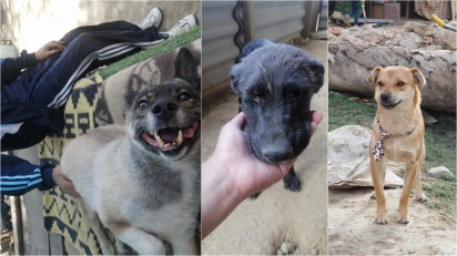 Abrigo abre vagas para acariciadores de cães: Precisam de amor e carinho. (Foto: Facebook/Refugio Gamaliel)