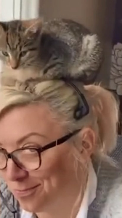 O gato Bobble sobe na cabeça de sua dona, enquanto ela estava em uma videoconferência. (Foto: Reprodução/Caters)