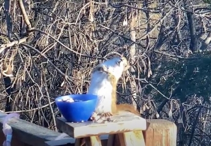 No outro dia o esquilo retornou muitíssimo bem para sua refeição diária. (Foto: Reprodução Youtube/Piggy Girl 2010)