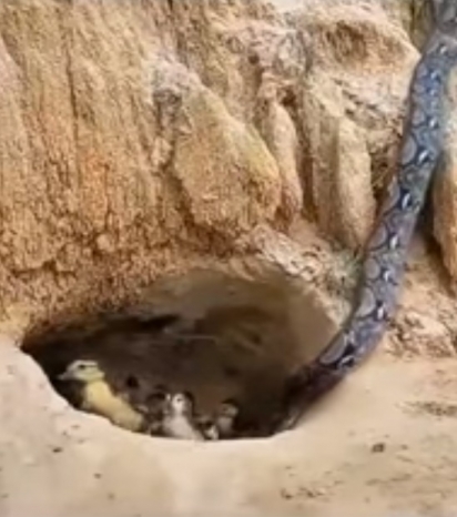 Cobra faminta entra em ninhada de pato para devorá-los. (Foto: Sudha Ramen/IFS)