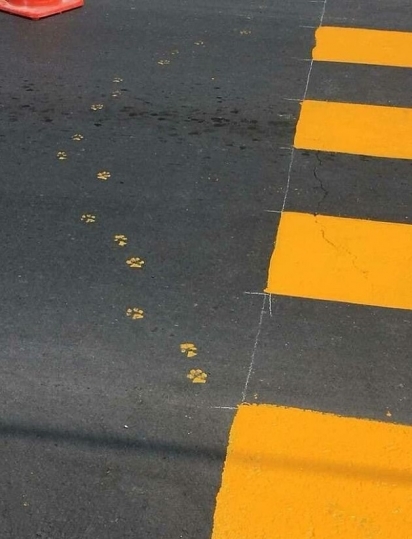 Acho que um gatinho passou por aqui, só acho... (Foto: Reddit/mars-is-green)