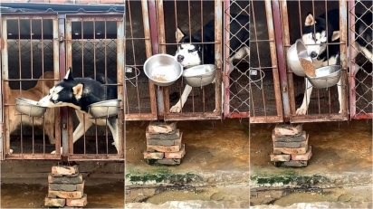 Husky siberiano é flagrado roubando a comida do cão do canil ao lado. (Foto: Douyin/JinLan19940208)