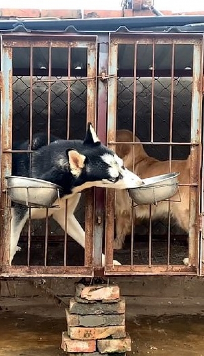 O dono do husky siberiano o flagrou roubando a tigela de comida do seu vizinho golden retriever. (Foto: Douyin/JinLan19940208)