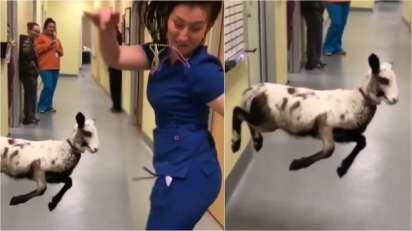 Cordeira pula e dança com técnica em veterinária pelos corredores do abrigo. (Foto: Facebook/Longview Animal Care and Adoption Center)