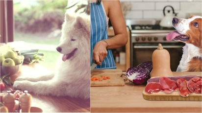 Benefícios da alimentação natural balanceada para o seu pet. (Foto: Divulgação/Pet Md | Foto: Divulgação/Dogs Naturally)