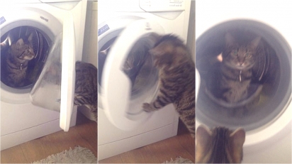Gato aproveita distração da sua gata e resolve trancá-la na máquina de lavar roupas. (Foto: Kennedy News and Media) 