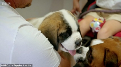 Os telespectadores da BBC ficaram comovidos quando um menino de cinco anos com paralisia cerebral conheceu seu cachorrinho companheiro pela primeira vez (Foto: BBC)