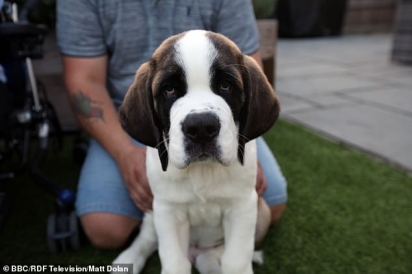 Os pais adotaram o filhote de cachorro São Bernardo de oito semanas, Woody, para seu filho não-verbal Dexter, para ajudá-lo a se tornar mais independente (Foto: BBC)