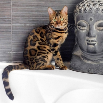 Gato-de-bengala foi criado pelo cruzamento de um Gato Leopardo Asiático com um gato doméstico. (Foto: Instagram/sundiata_bengals)