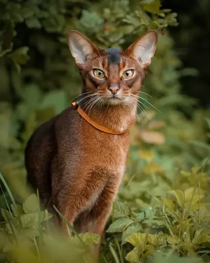 Existe DIFERENÇA entre a ALMA de um GATO Doméstico e um TIGRE Selvagem? 