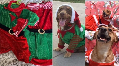 Fundadora de abrigo confecciona roupinhas de Natal para cães para arrecadar fundos. (Foto: Facebook/Paula Cecilia Alarcon Cruz)