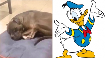 Buldogue americano faz ruído igual ao Pato Donald enquanto dorme. (Foto: Reprodução/ Videlo | Divulgação/Disney)