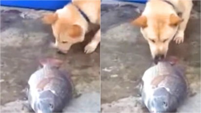 Akita comove internautas ao tentar salvar a vida de peixes jogando água neles com o próprio focinho. (Foto: Reprodução Youtube/Vídeos da Internet) 