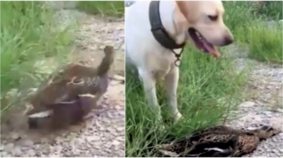 Pato se finge de morto para despistar cachorro em vídeo hilário. (Foto: Reprodução Instagram / @susantananda3)