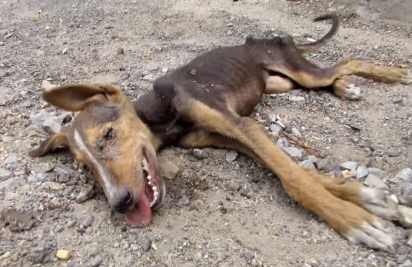 O resgate animal encontrou a cachorrinha muito debilitada. (Foto: Reprodução Youtube/Animal Aid Unlimited, India)