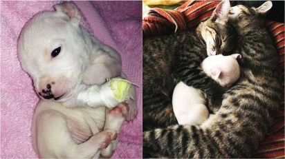 Gatos adotam filhote de cachorro que quase foi devorado pela própria mãe. (Foto: Arquivo Pessoal/Ale Oviedo)
