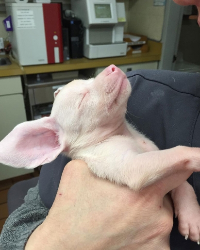 Apesar das dificuldades no início da vida, Piglet encontrou um lar amoroso. (Foto: Instagram/pinkpigletpuppy)