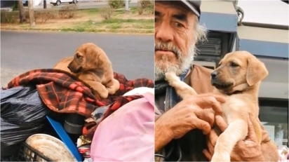 Morador de rua pede ajuda à veterinários para sua cachorrinha que não queria comer. (Foto: TikTok/@chemanimals)