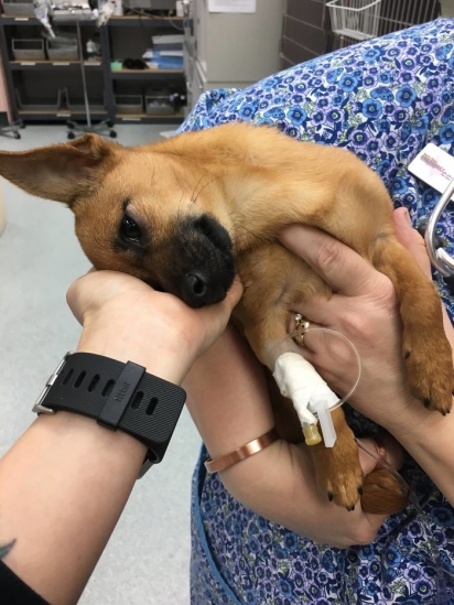 Policiais do Texas encontraram o cachorrinho Lucky em overdose de heroína. (Foto: Facebook/@NorthTexasEmergencyPetClinic)