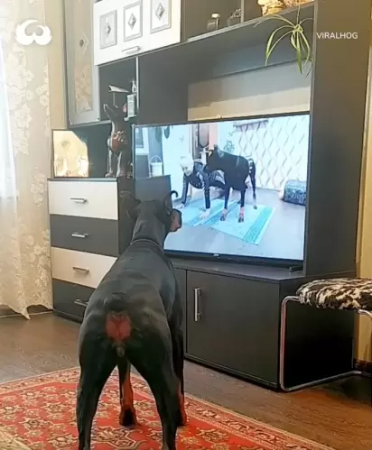 O dobermann assiste atentamente a aula ministrada por um professor e o seu cão na TV. (Foto: Facebook/@WoofWoofTV)