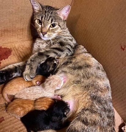 Free deu à luz 5 gatinhos lindos. (Foto: Facebook/@TheKittenBakery)