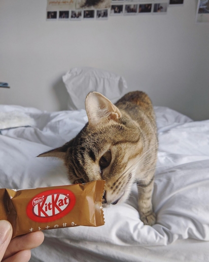 A gatinha, agora chamada Kitkat, adora sua nova vida cheia de confortos e amor. (Foto: Facebook/@TheKittenBakery)