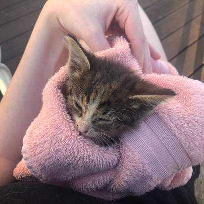 A gatinha quando foi encontrada tinha 6 semanas de vida. (Foto: Instagram/fielda.thefieldcat)