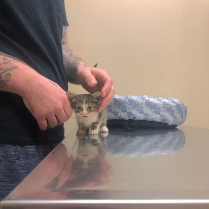 O casal levou a filhote para uma consulta com o veterinário. (Foto: Instagram/fielda.thefieldcat)