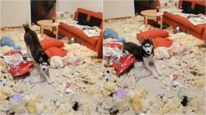 Husky siberiano destrói sala de estar e parece bastante orgulhoso do que fez. (Foto: Douyin/yingsu066) 