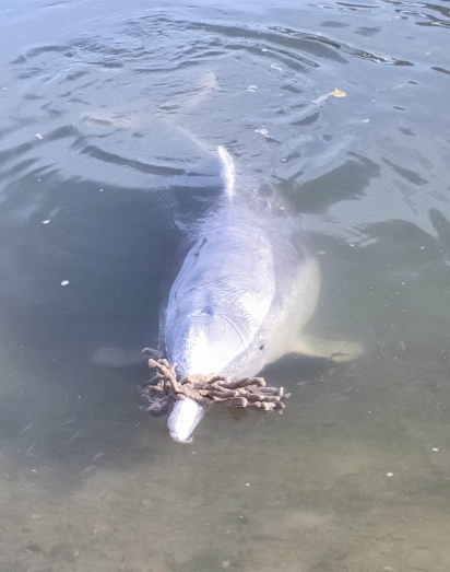 O golfinho Mystique gosta de presentar os humanos com algas. (Foto: Facebook/Barnacles Cafe & Dolphin Feeding)